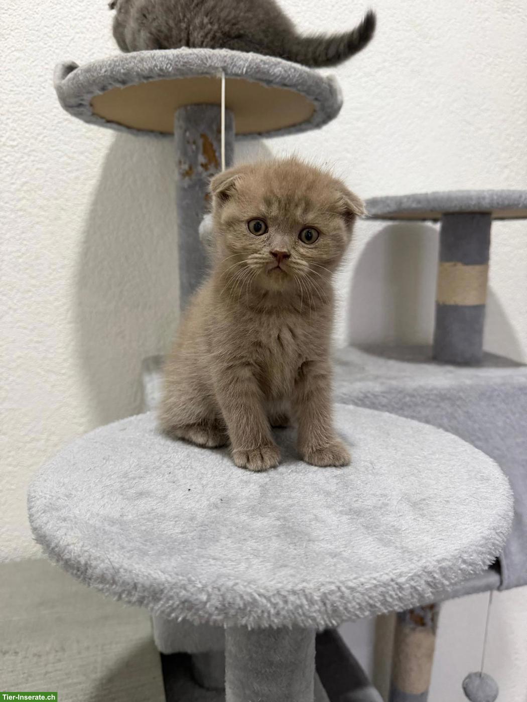 Bild 4: BKH Kitten suchen eines Zuhause