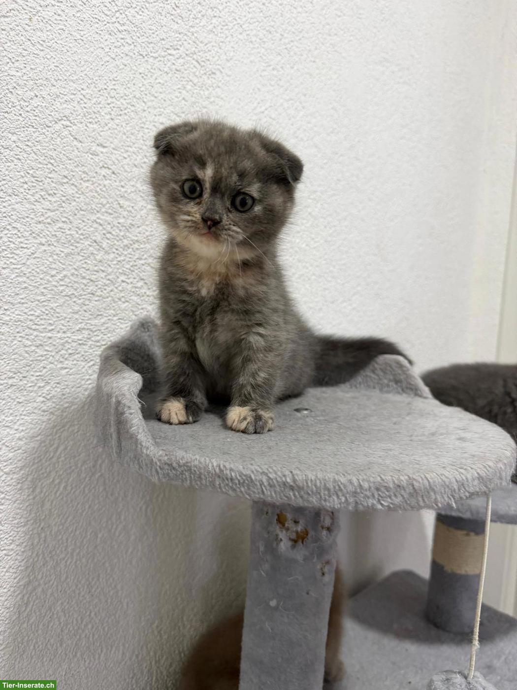 Bild 5: BKH Kitten suchen eines Zuhause