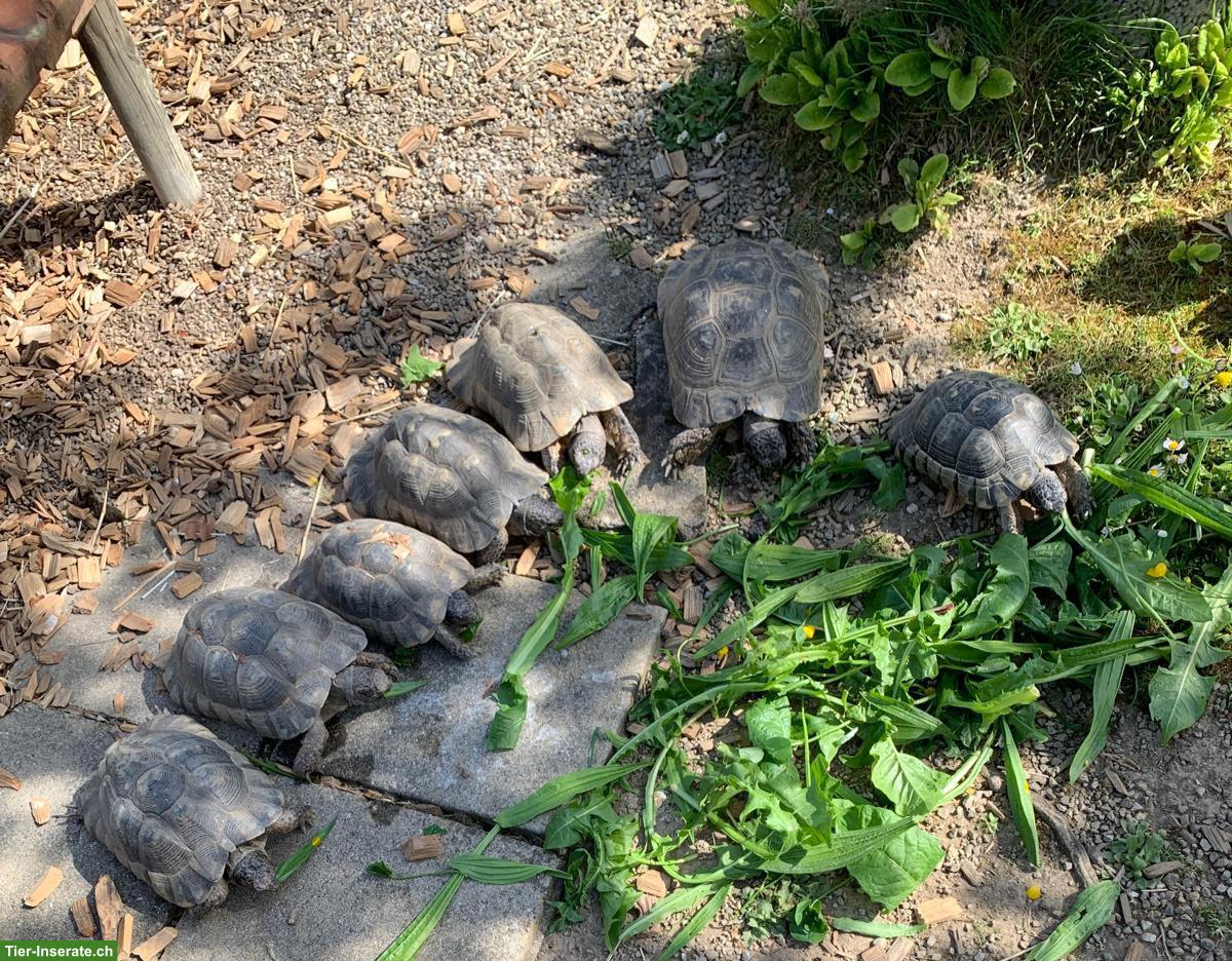 Gruppe Breitrandschildkröten mit Frühbeetkasten abzugeben