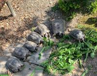 Gruppe Breitrandschildkröten mit Frühbeetkasten abzugeben