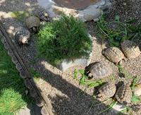 Gruppe griechischer Landschildkröten mit Frühbeetkasten
