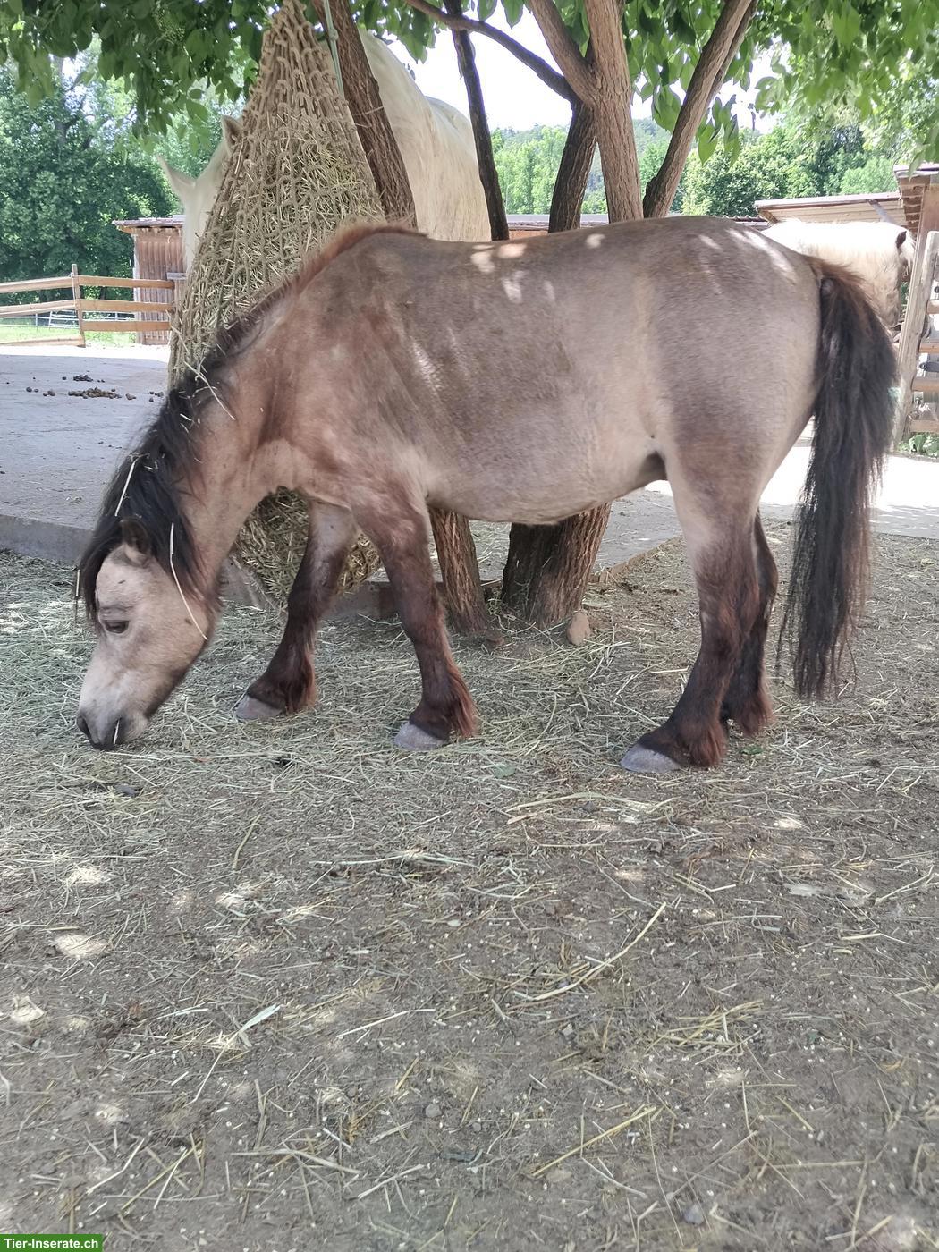 Pflegebeteiligung für American Miniature Horses
