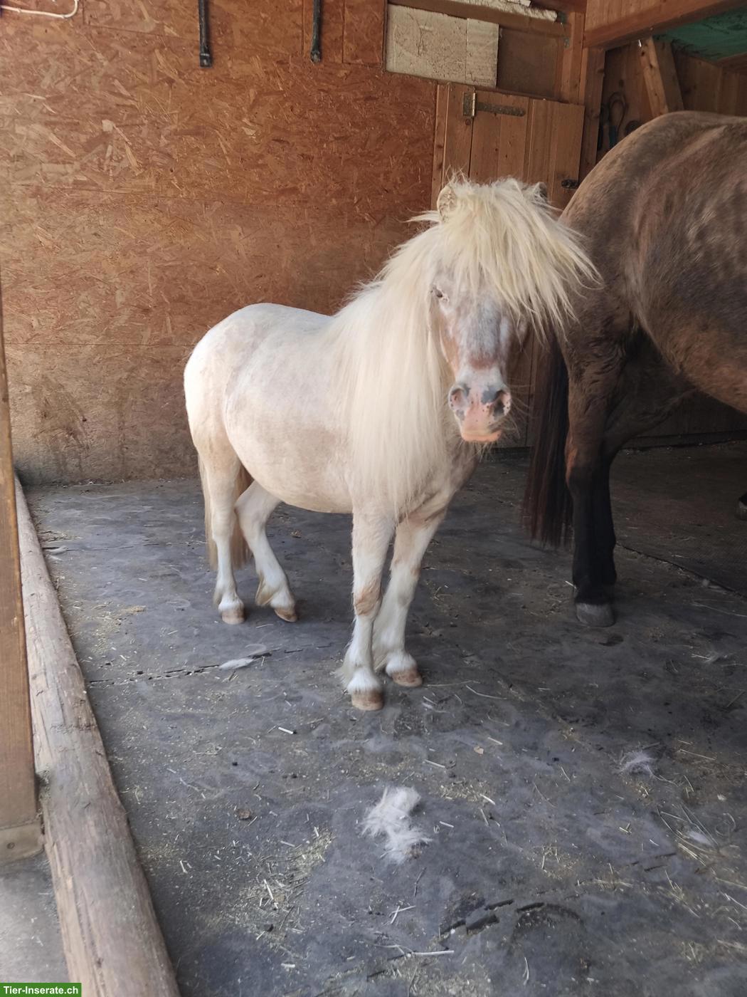 Bild 2: Pflegebeteiligung für American Miniature Horses