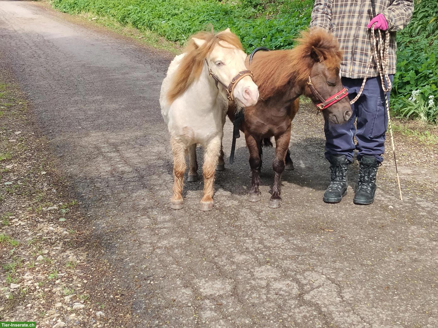 Bild 3: Pflegebeteiligung für American Miniature Horses
