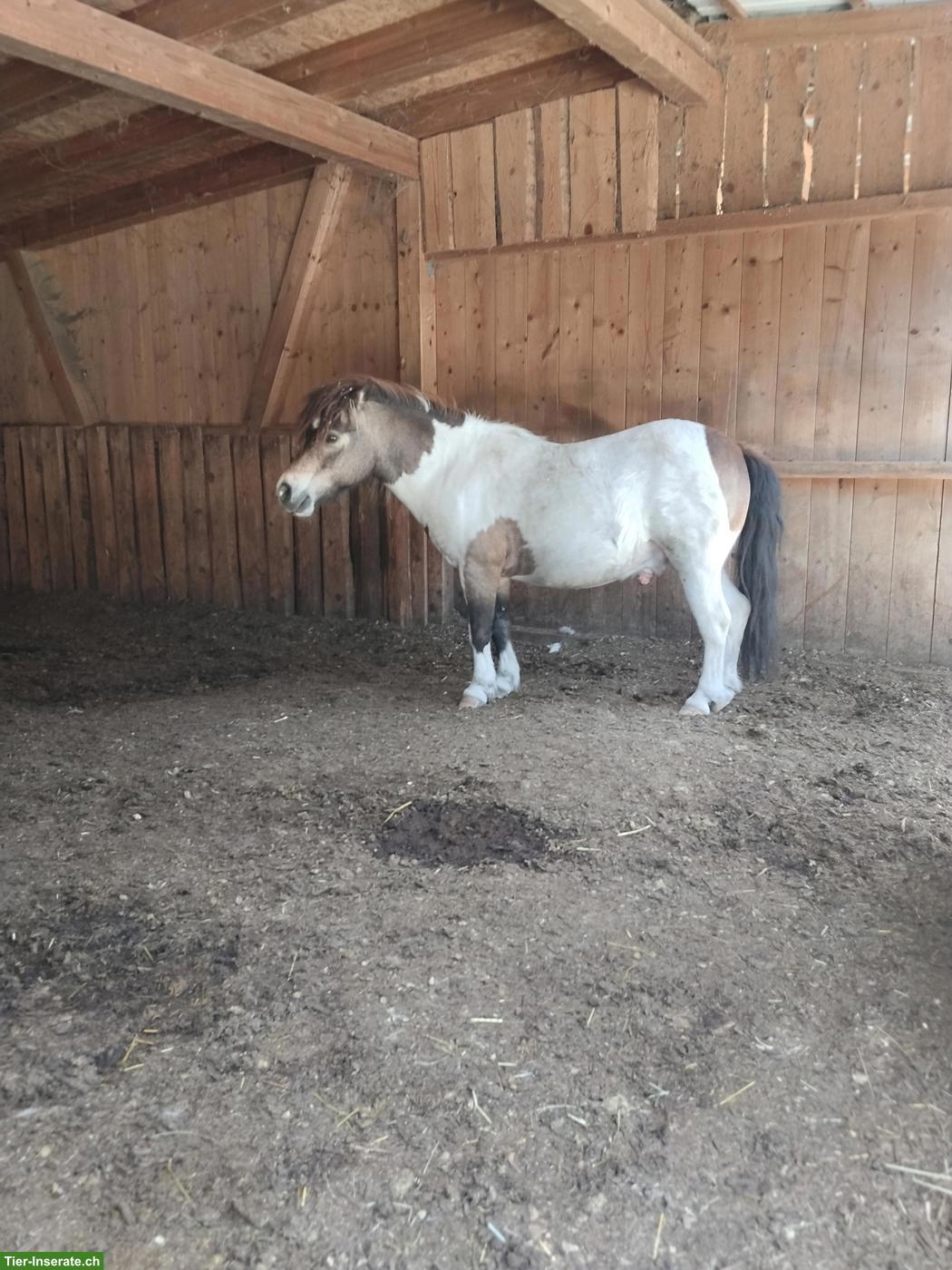 Bild 4: Pflegebeteiligung für American Miniature Horses