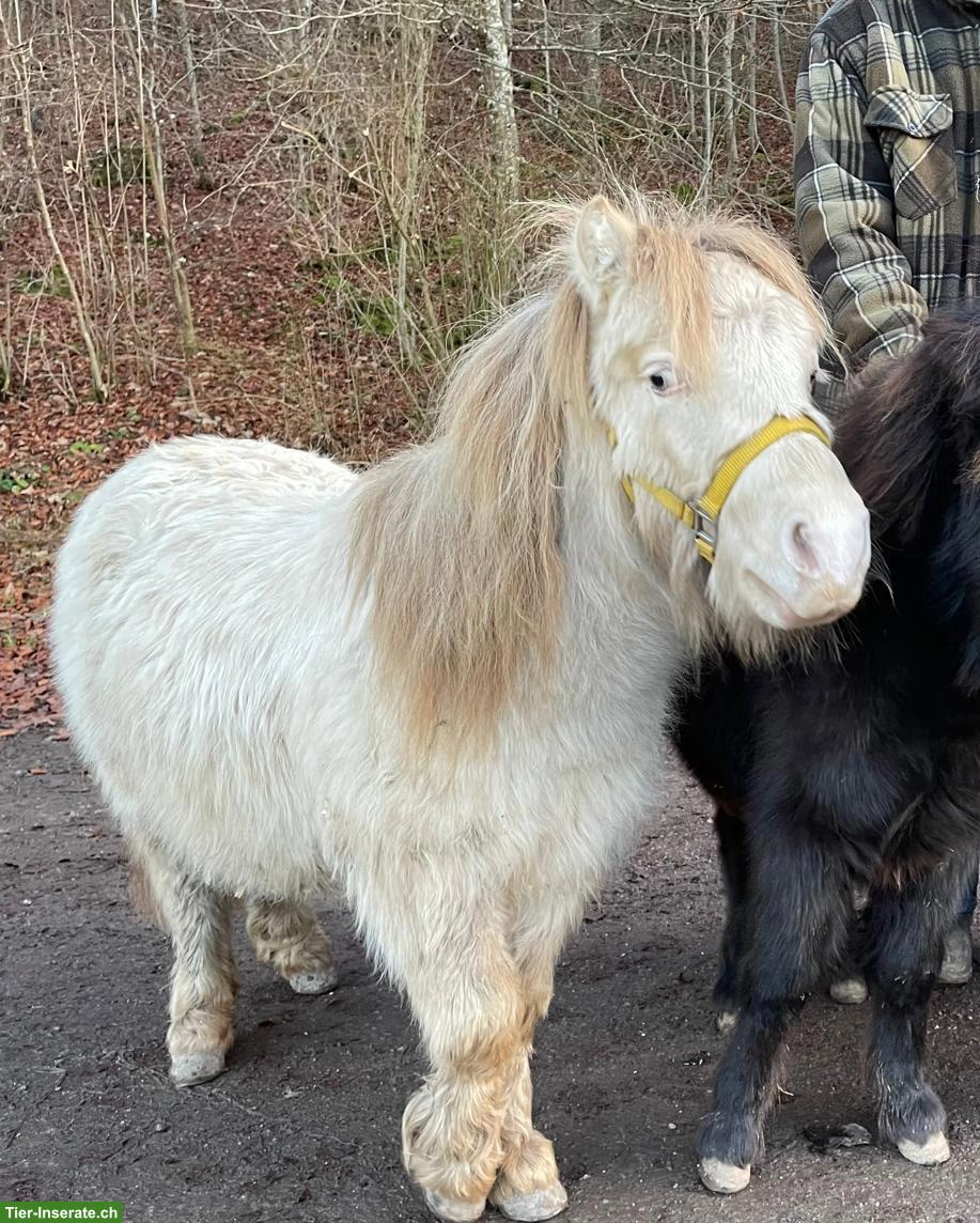 Bild 5: Pflegebeteiligung für American Miniature Horses