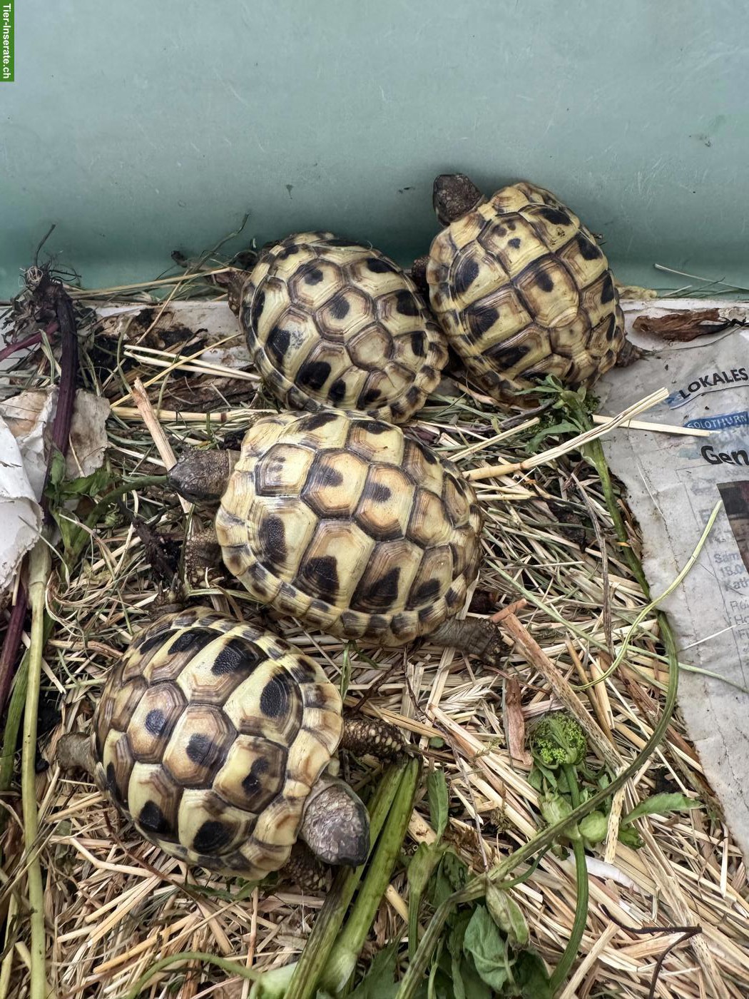 Griechische Landschildkröten aus eigener Zucht