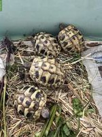 Griechische Landschildkröten aus eigener Zucht