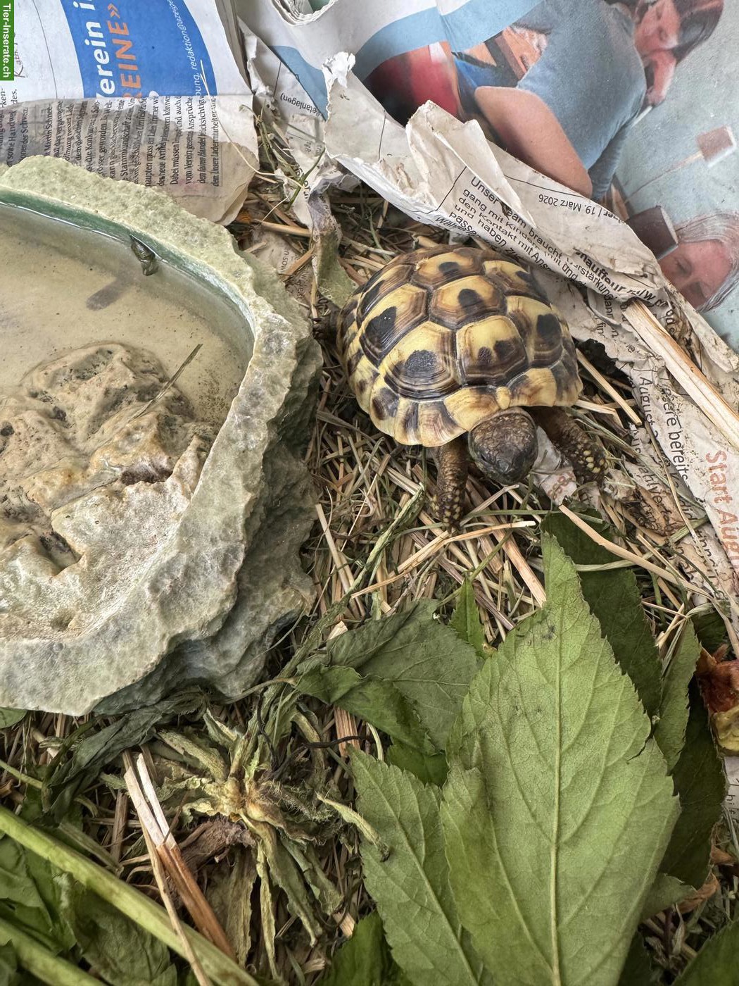 Bild 2: Griechische Landschildkröten aus eigener Zucht