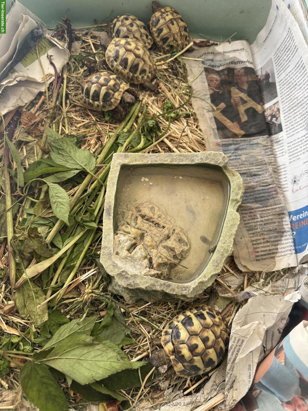 Bild 3: Griechische Landschildkröten aus eigener Zucht