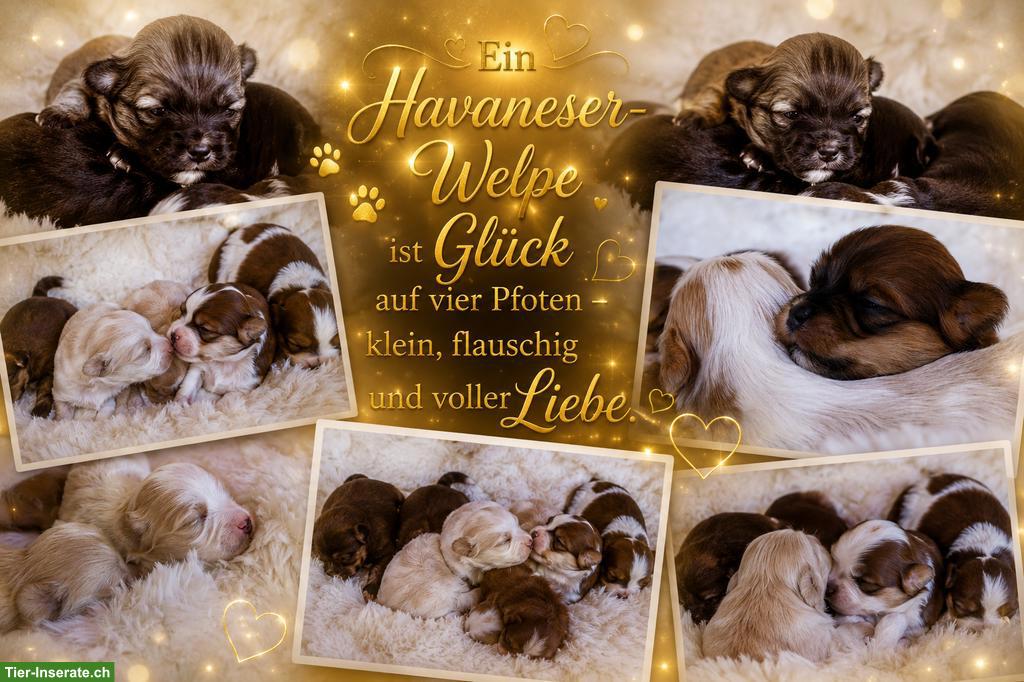 Wunderschöne Havaneser Welpen aus renommierter Zucht