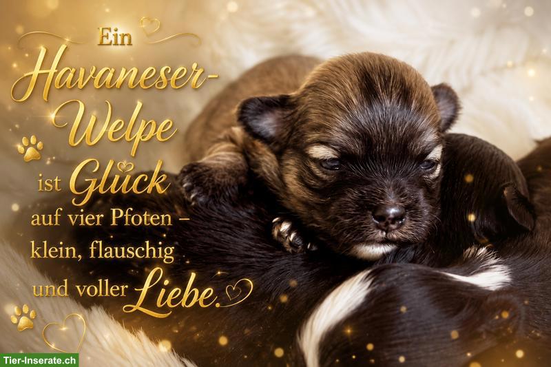 Bild 2: Wunderschöne Havaneser Welpen aus renommierter Zucht