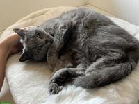 8-jährige Britisch Kurzhaar Katze, weiblich, sterilisiert