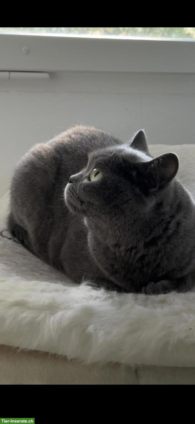 Bild 2: 8-jährige Britisch Kurzhaar Katze, weiblich, sterilisiert