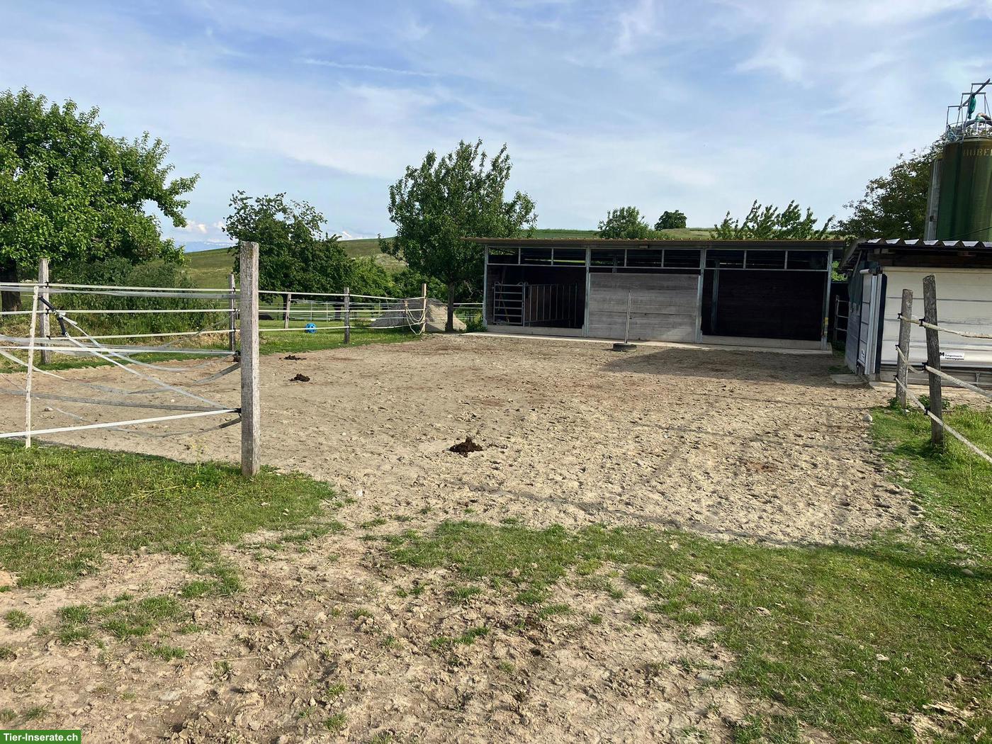 Platz für Stuten oder Wallache in Offenstall Uettligen BE
