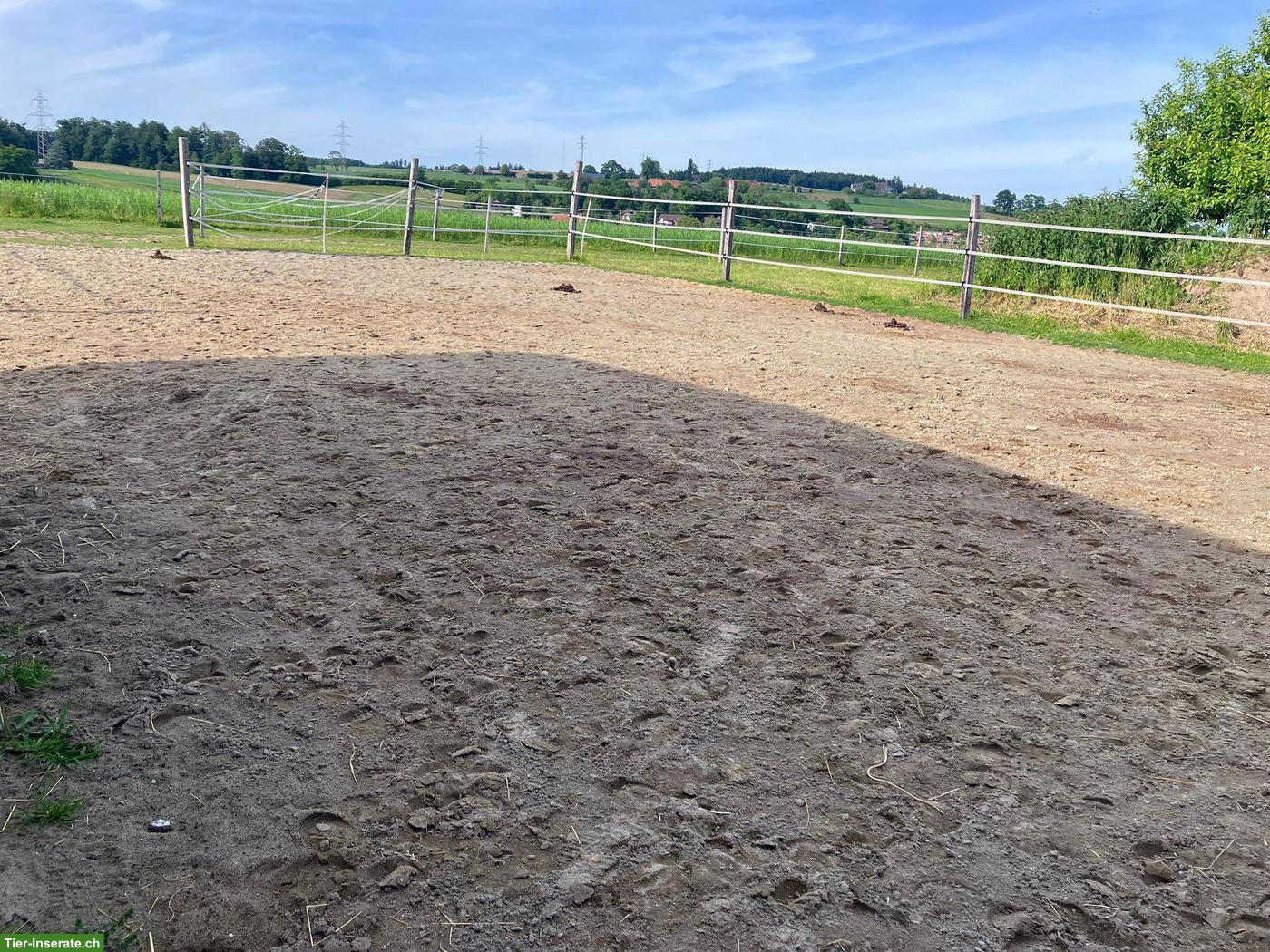 Bild 4: Platz für Stuten oder Wallache in Offenstall Uettligen BE