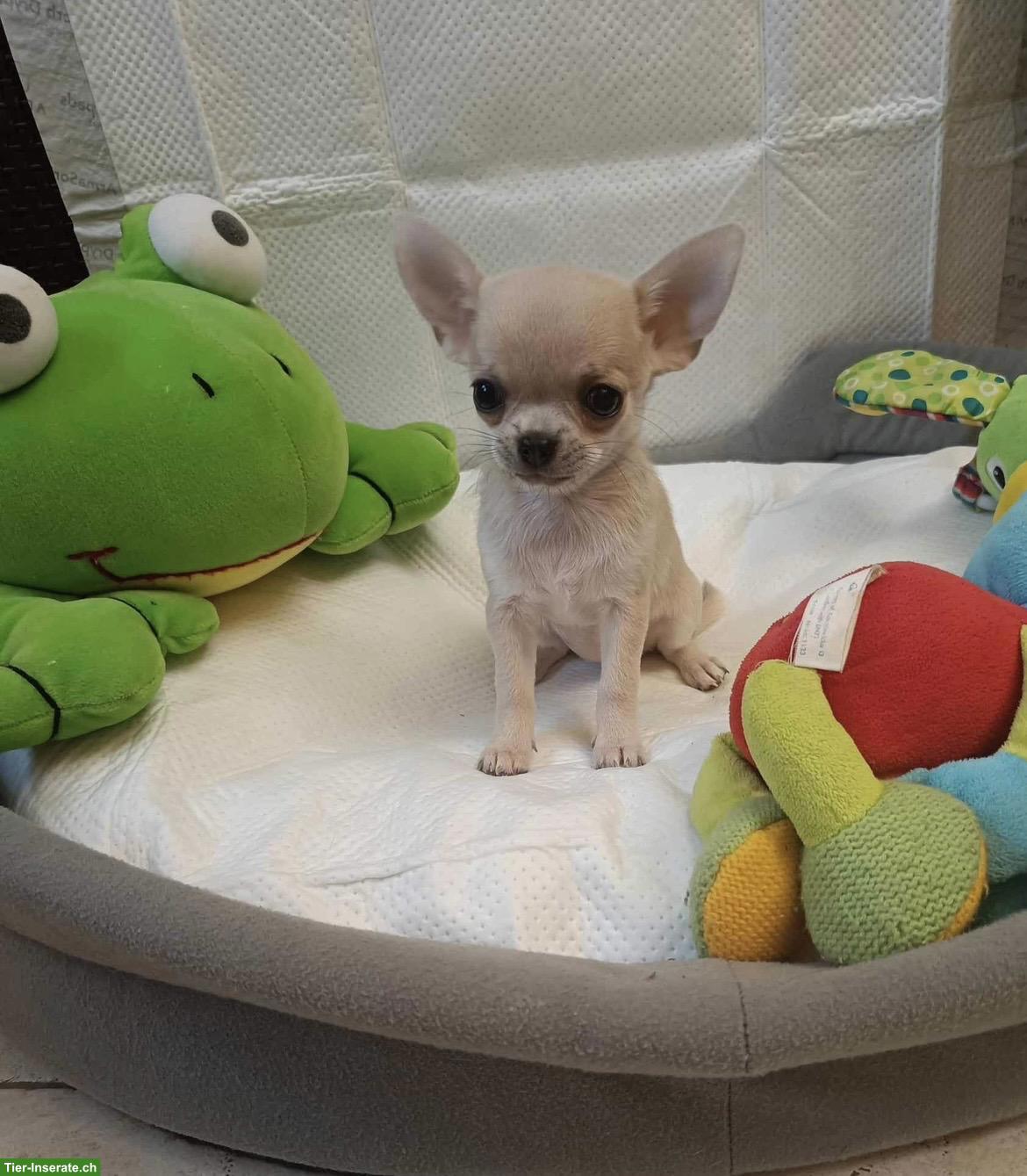 Chihuahua Welpe, Rüde