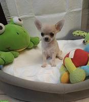 Chihuahua Welpe, Rüde