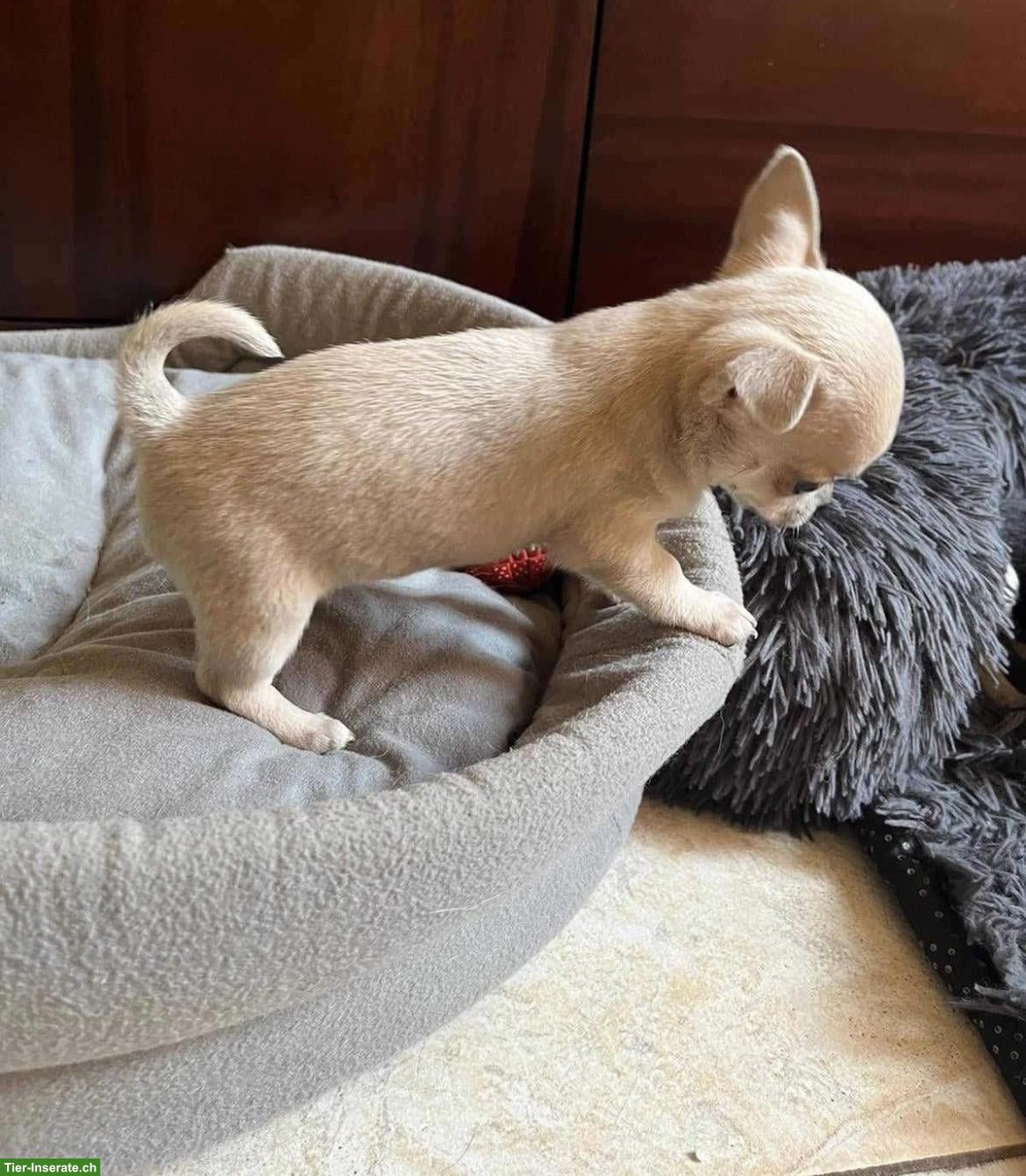 Bild 2: Chihuahua Welpe, Rüde