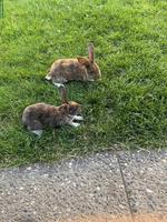 2 süsse Rexkaninchen