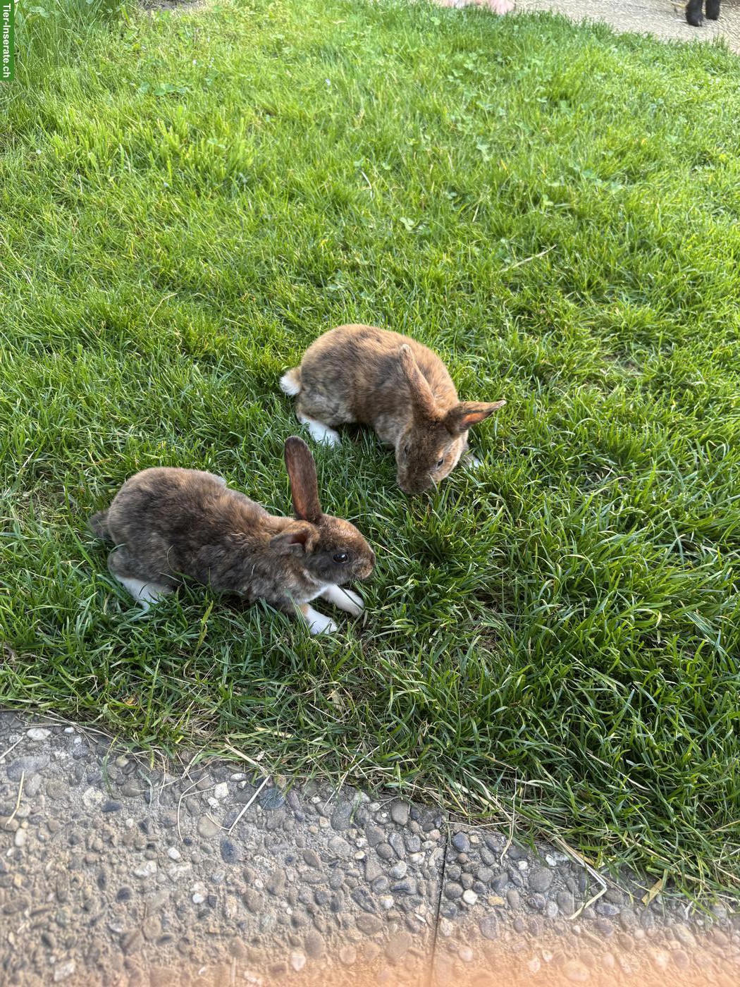 Bild 4: 2 süsse Rexkaninchen zu verkaufen