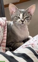 Deckkater Devon Rex mit Stammbaum