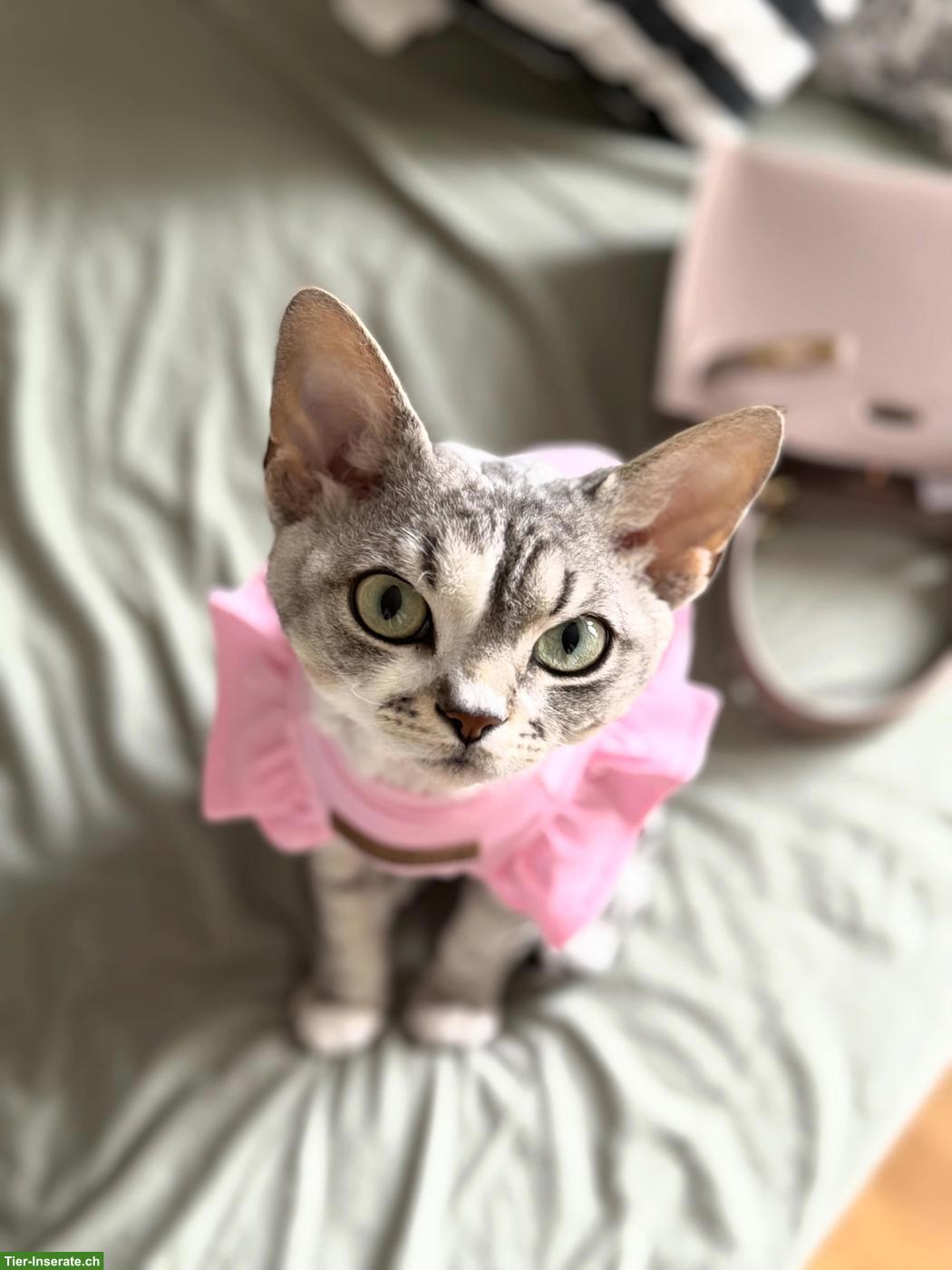 Bild 2: Deckkater Devon Rex mit Stammbaum