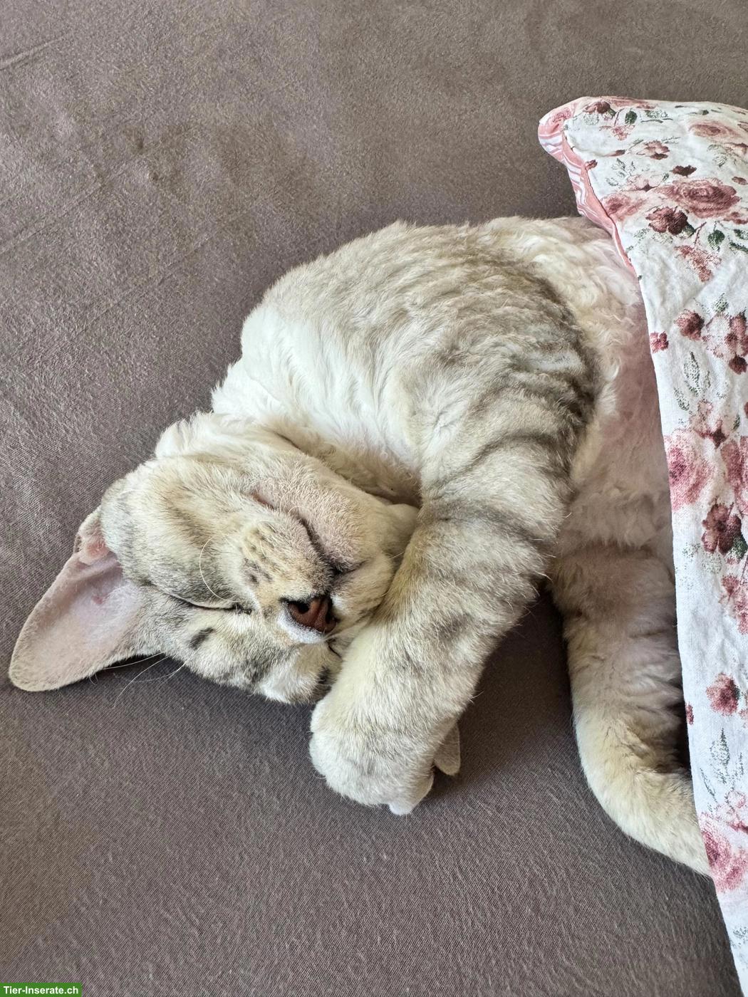 Bild 3: Deckkater Devon Rex mit Stammbaum