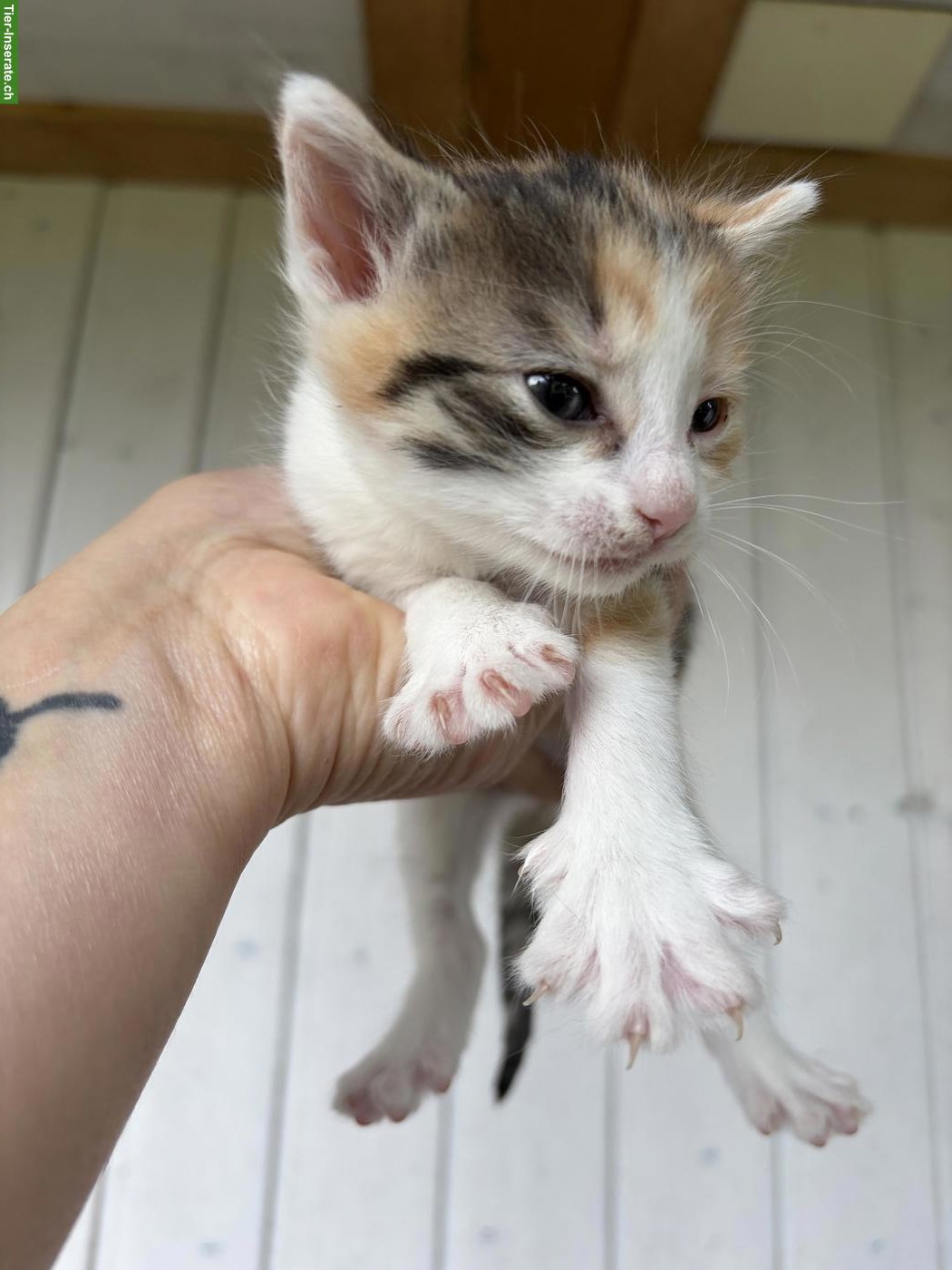 Bild 3: 3 süsse Kätzchen suchen den perfekten Besitzer