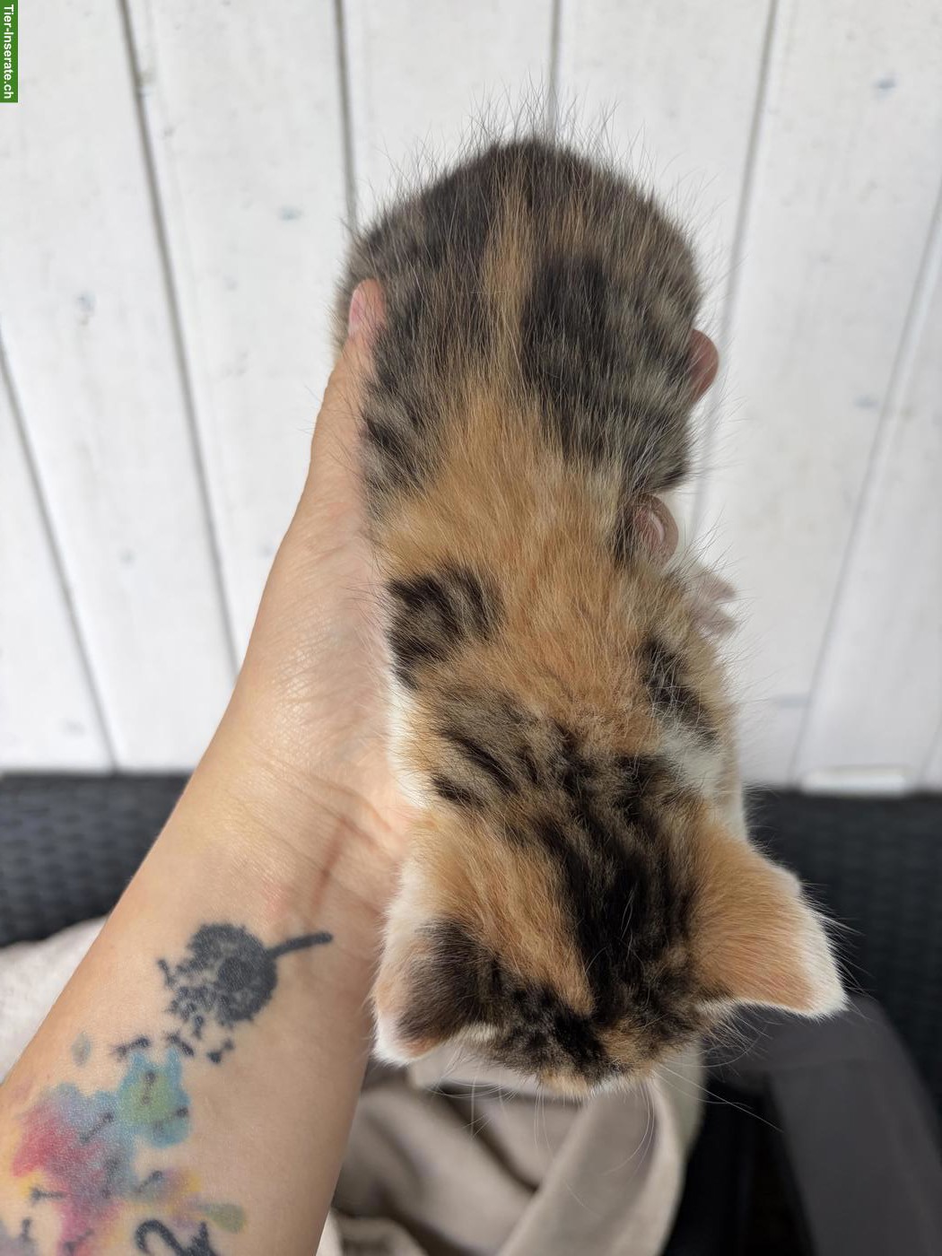 Bild 4: 3 süsse Kätzchen suchen den perfekten Besitzer