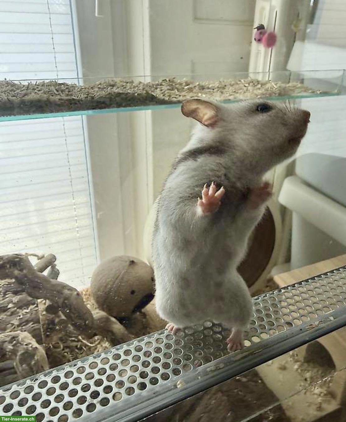Goldhamster Weibchen suchen schönes Zuhause