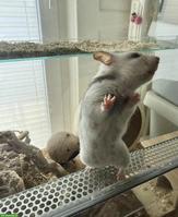 Goldhamster Weibchen suchen schönes Zuhause