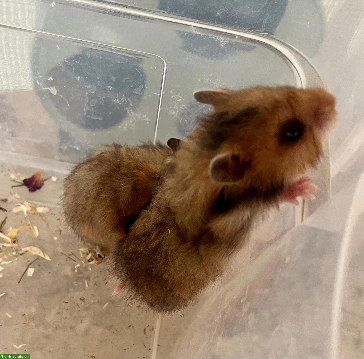 Bild 10: Mittelhamster zu verkaufen