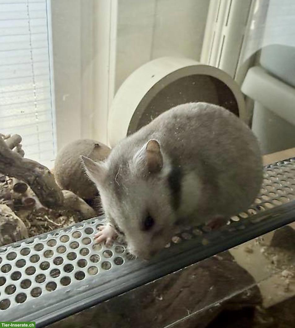 Bild 2: Goldhamster Weibchen suchen schönes Zuhause