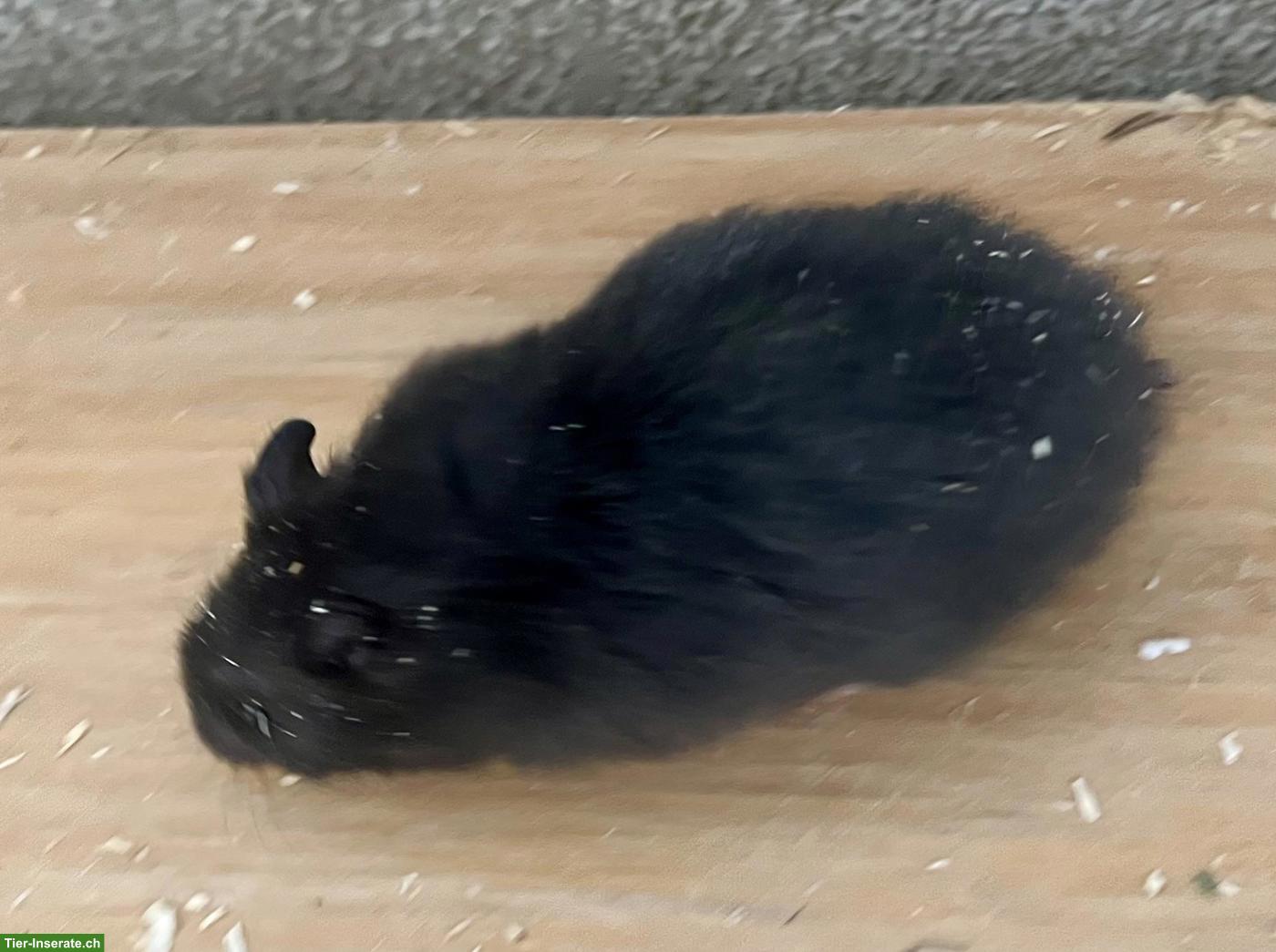 Bild 4: Goldhamster Weibchen suchen schönes Zuhause