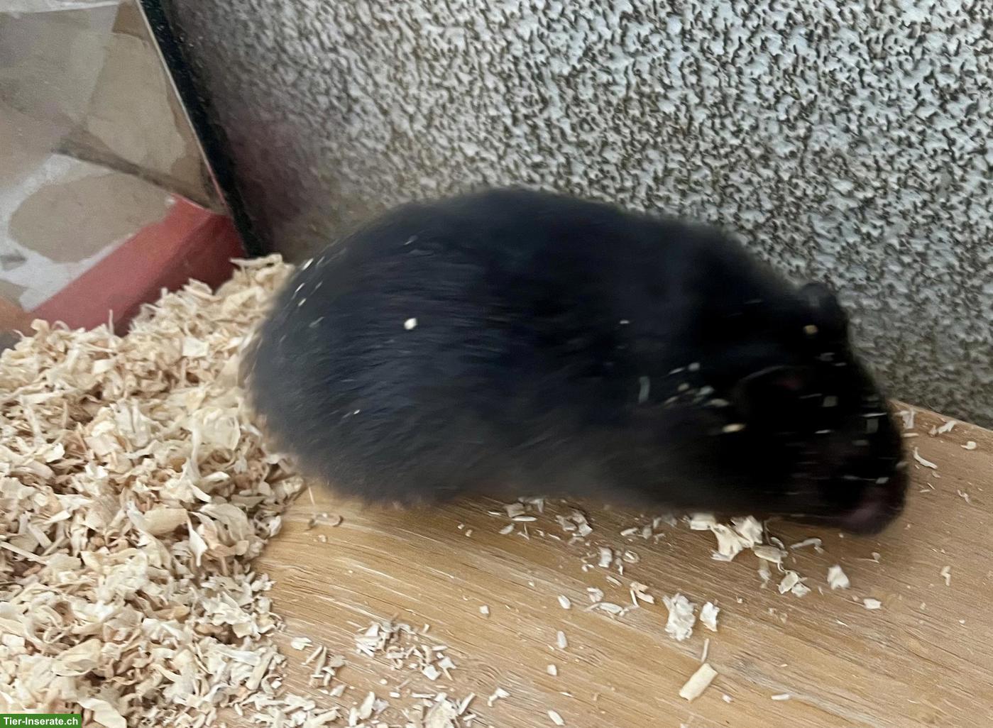 Bild 5: Goldhamster Weibchen suchen schönes Zuhause