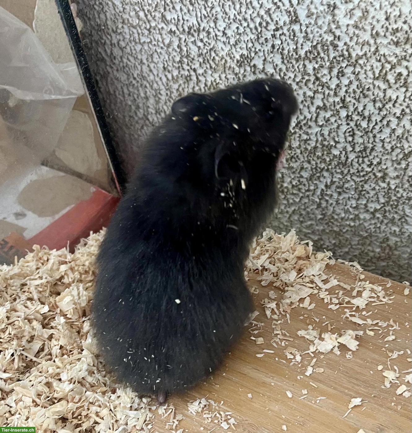 Bild 6: Goldhamster Weibchen suchen schönes Zuhause