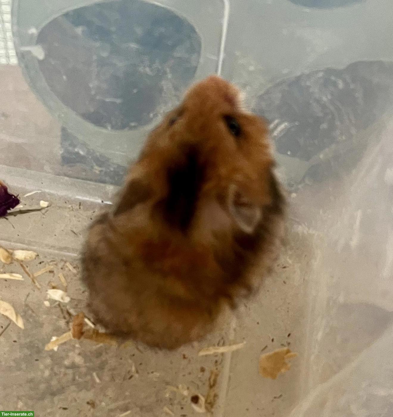 Bild 7: Mittelhamster zu verkaufen