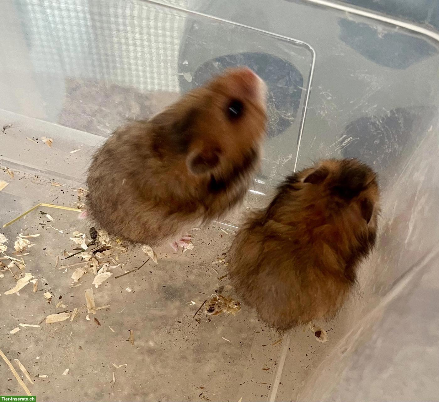 Bild 8: Mittelhamster zu verkaufen