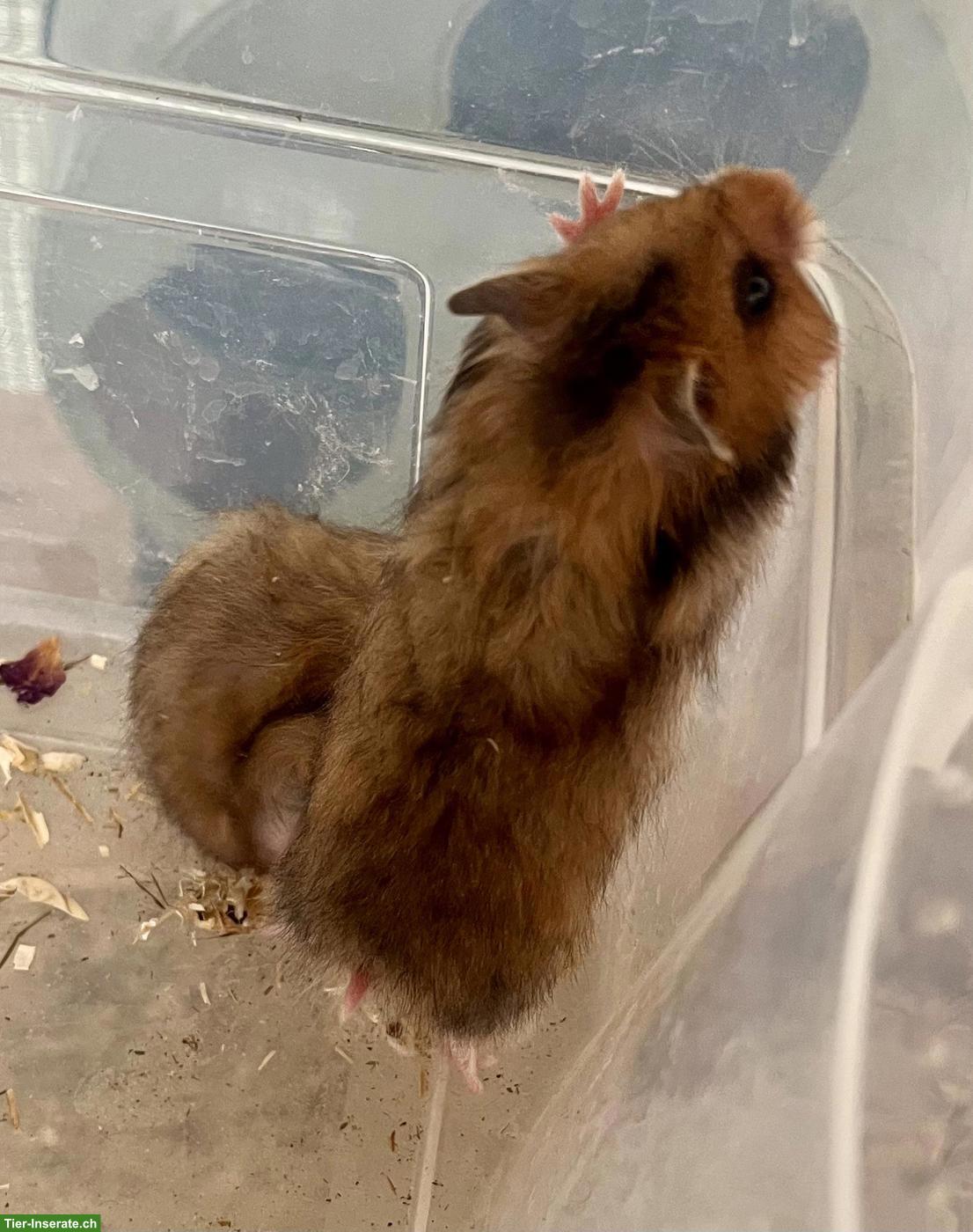 Bild 9: Mittelhamster zu verkaufen