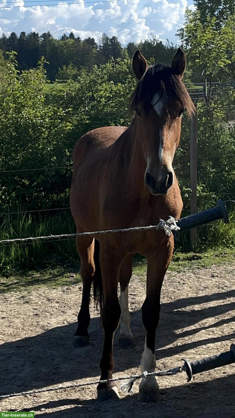 Bild 2: 3-jähriger Freiberger Wallach