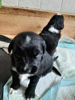 Mischlingswelpen, Berner Sennenhund x Goldador