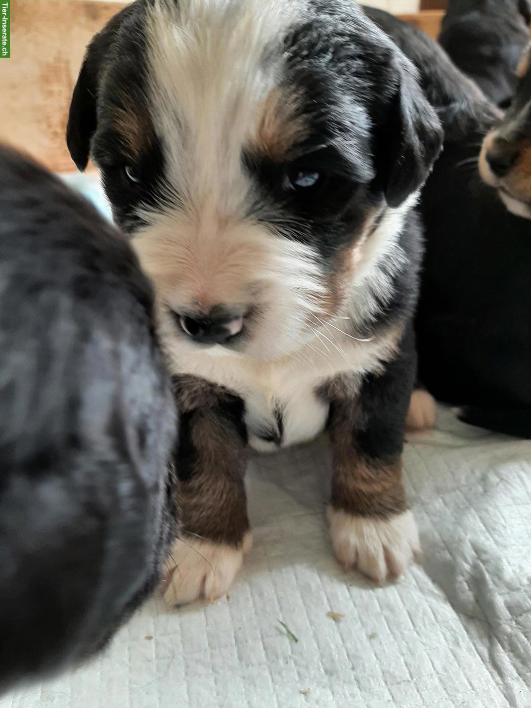 Bild 2: Mischlingswelpen, Berner Sennenhund x Goldador