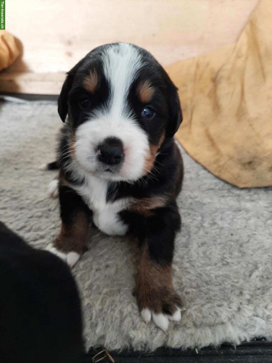 Bild 3: Mischlingswelpen, Berner Sennenhund x Goldador