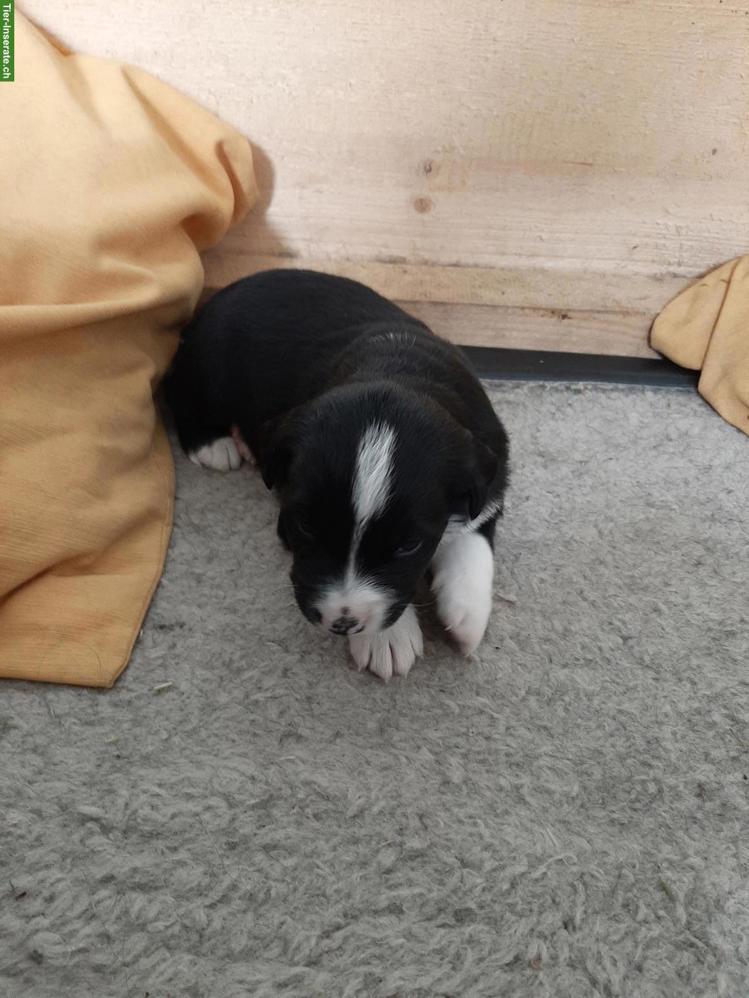 Bild 4: Mischlingswelpen, Berner Sennenhund x Goldador