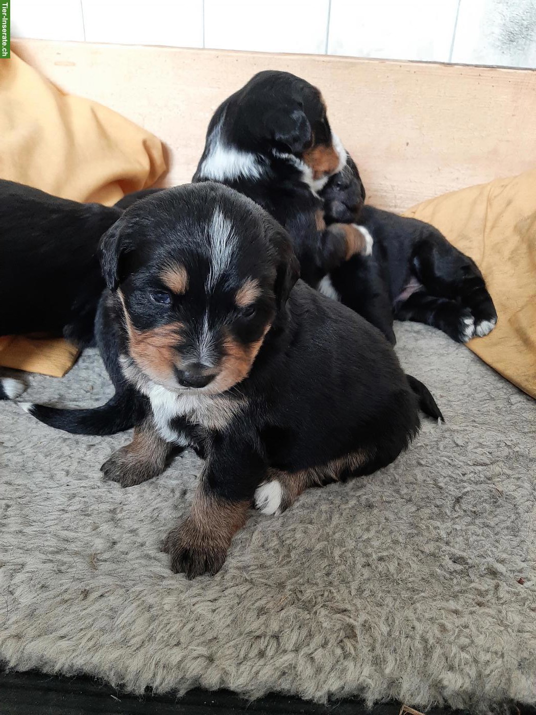 Bild 5: Mischlingswelpen, Berner Sennenhund x Goldador