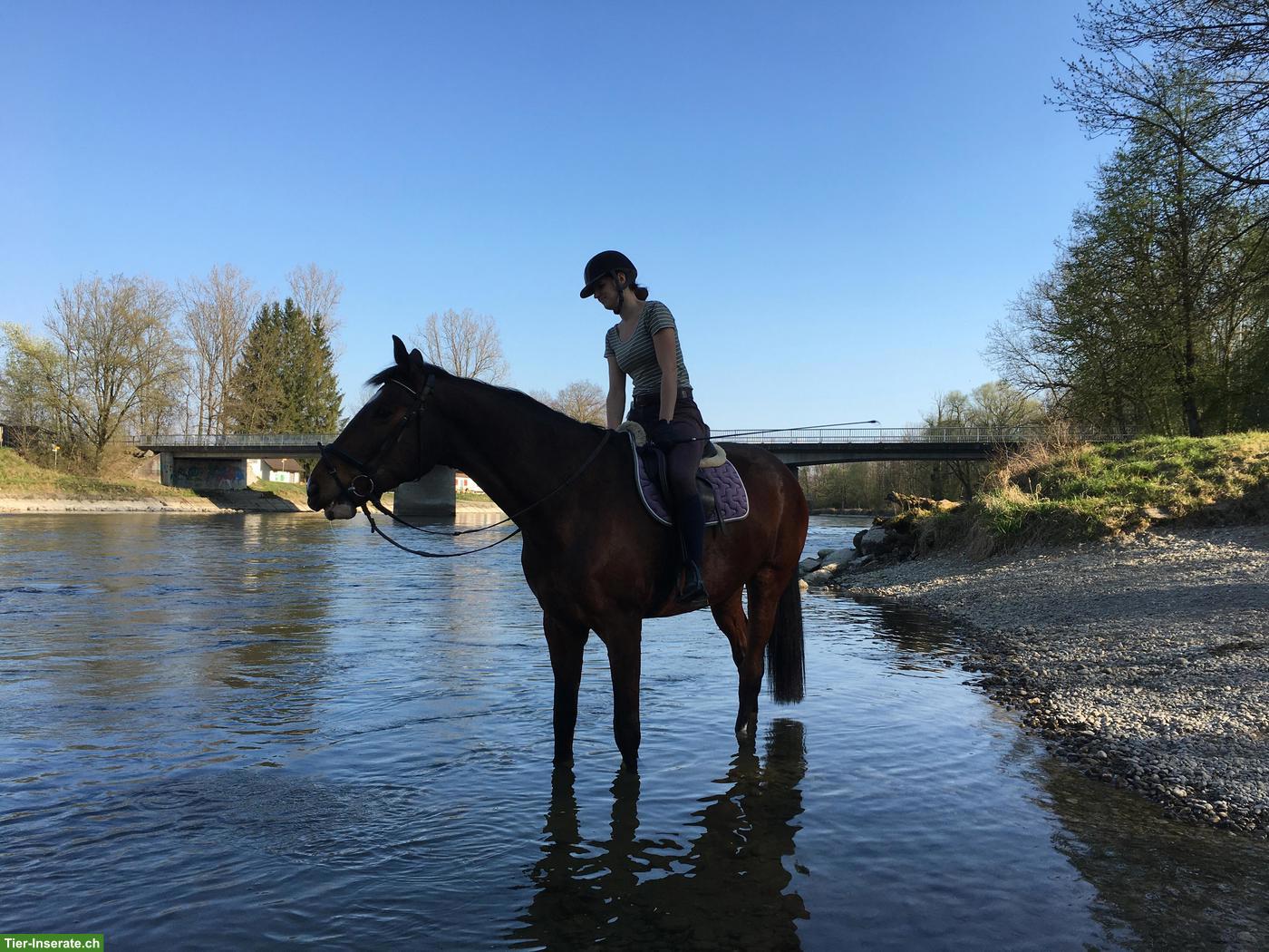 Reitbeteiligung für CH-Warmblut in Merenschwand AG
