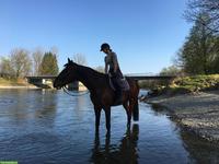 Reitbeteiligung für CH-Warmblut in Merenschwand AG