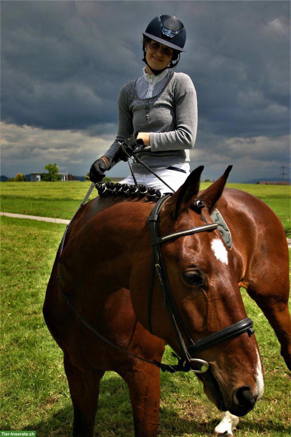 Bild 2: Reitbeteiligung für CH-Warmblut in Merenschwand AG