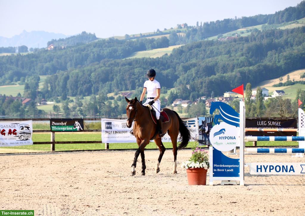 Bild 3: Reitbeteiligung für CH-Warmblut in Merenschwand AG